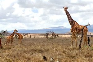 Trip to Africa - Kenya Wildlife Safari - Giraffes