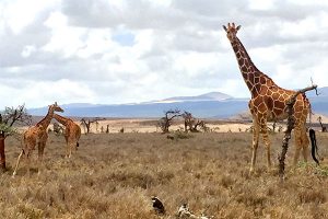 Trip to Africa - Kenya Wildlife Safari - Giraffes
