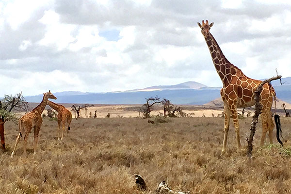 Trip to Africa - Kenya Wildlife Safari - Giraffes