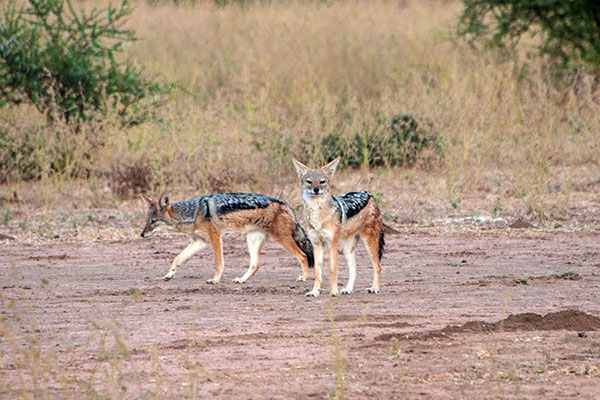 African Wildlife Safari - Wildlife of Kenya - Black Backed Jackal