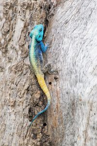 African Wildlife Safari - Wildlife of Kenya - Blue Headed Agama