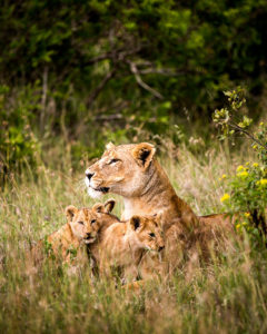 Kenya Safari Vacation - Lions on a Big 5 Safari