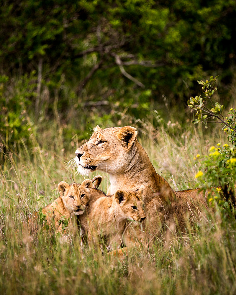 Lions in Kenya - Best Kenya Vacation and Safari Packages