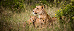 Lions in Kenya - Best Kenya Vacation and Safari Packages