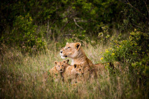 Kenya Safari Vacation - Lions on a Big 5 Safari