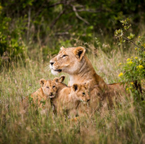 Lions in Kenya - Best Kenya Vacation and Safari Packages