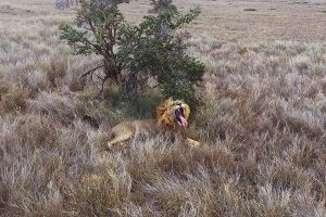 Trip to Africa - Kenya Wildlife Safari - Lion Yawning