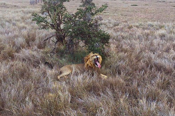 Trip to Africa - Kenya Wildlife Safari - Lion Yawning