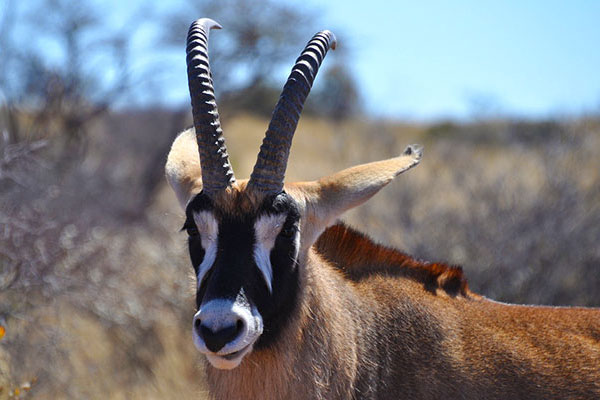 Roan Antelope - Wildlife of South Africa