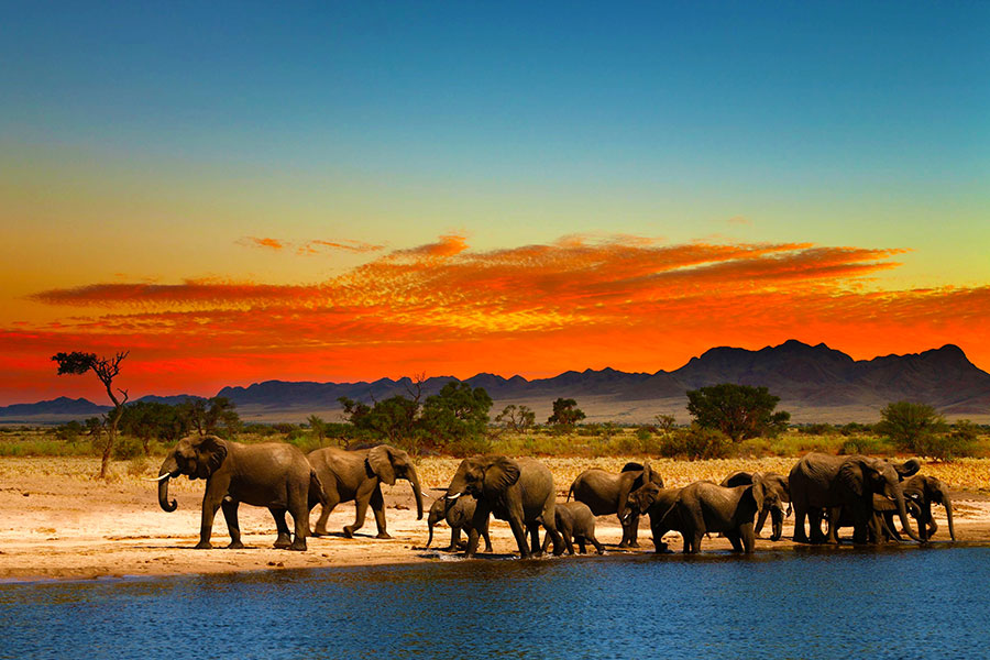 safari urlaub afrika all inclusive