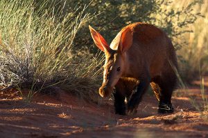 Safari Travel: Wildlife of South Africa