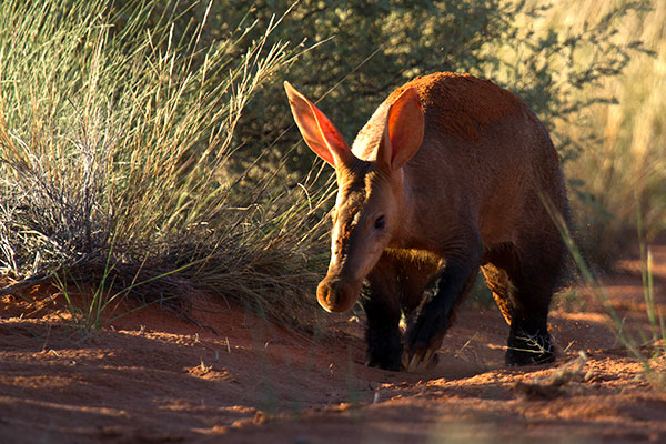 Aardvark on Tswalu Kalahari Game Reserve