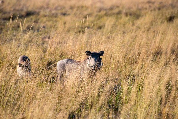 Warthogs, aka Bushpigs - Wildlife of South Africa