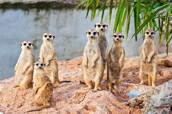Meerkats Standing at the Alert