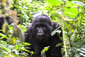 Rwanda Private Gorilla Trekking Tours
