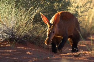 Safari Travel: Wildlife of South Africa