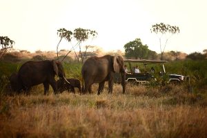 All Inclusive Africa Vacations - Game Drives