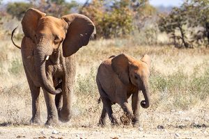 Victoria Falls Elephant Rides - Elephant Interactions