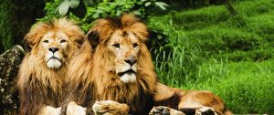 Africa safari packages - Frequently asked questions