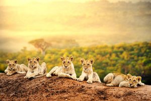 South Africa Safari Vacations - Cape Town Safaris