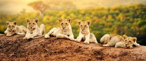 South Africa Travel Packages