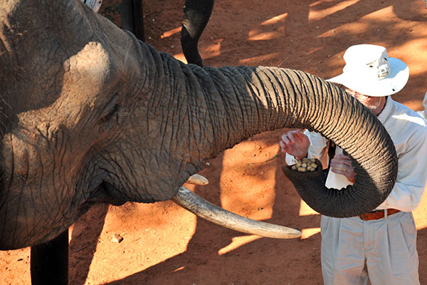 Victoria Falls Elephant Rides - Elephant Interactions