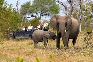 South Africa: Luxury Safari and Cape Town Package - Elephants in Kruger Park, South Africa