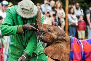 Africa Safari Elephant Rides - Elephant Interactions