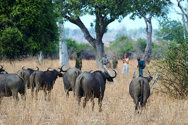 Remote Africa Safaris in Zambia