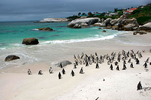 Where to Go in Africa - Best Africa Beaches - Boulders Beach Penguins South Africa