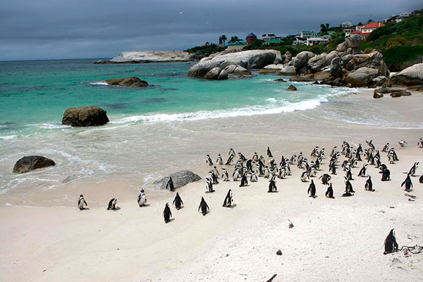 Penguins on Boulders Beach in Cape Town, South Africa