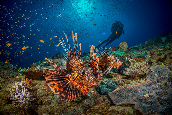 Scuba Diving in Mozambique - African Beach Vacations