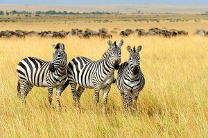 East Africa Safari Visas and Travel Requirements