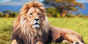 Africa Safari Travel - Big 5 Wildlife Safari - Handcrafted Custom Journeys to Africa