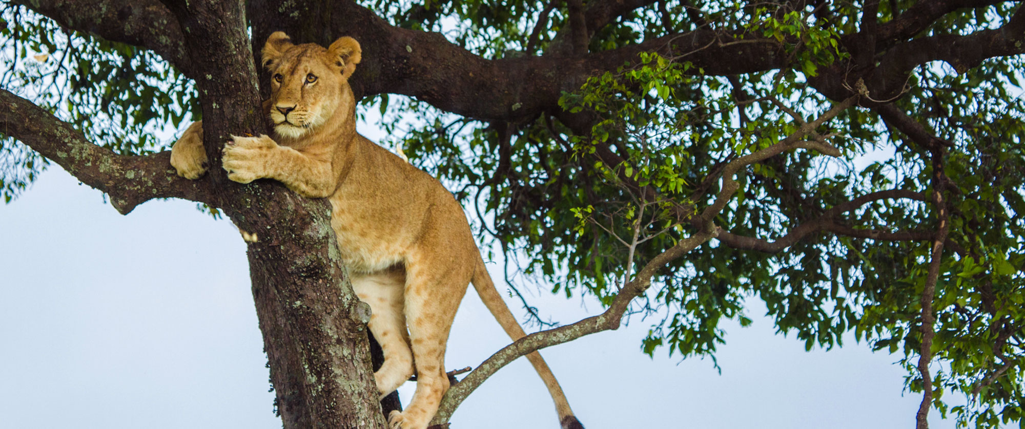 Classic Kenya Luxury Safari Package - Big 5 Wildlife Safari - Lion in Tree