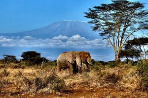 Wildlife Safari in Kenya - Campi ya Kanzi