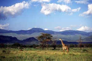 Wildlife Safari in Kenya - Campi ya Kanzi