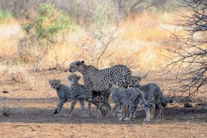 Wildlife Safari in Kenya - Campi ya Kanzi
