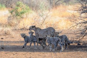 Wildlife Safari in Kenya - Campi ya Kanzi
