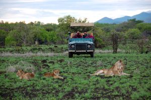 Wildlife Safari in Kenya - Campi ya Kanzi