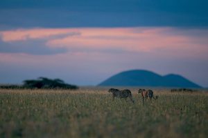 Africa Luxury Safari - ol Donyo Lodge Kenya