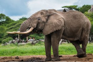 Africa Luxury Safari - ol Donyo Lodge Kenya