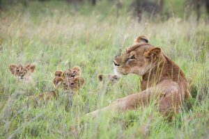 Africa Luxury Safari - ol Donyo Lodge Kenya