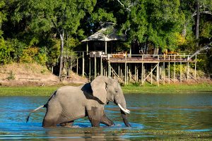 Safari in Africa - Chindeni Bushcamp, Zambia - Ultimate Wildlife Safari, Walking Safaris