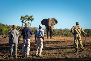 Africa Travel - Africa Safari Camps - Kapamba Bushcamp, Zambia