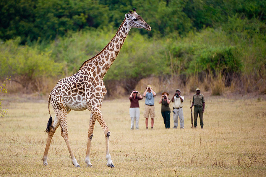 Wildlife Safari Zambia - Zungulila Bushcamp, Remote Zambia Safari