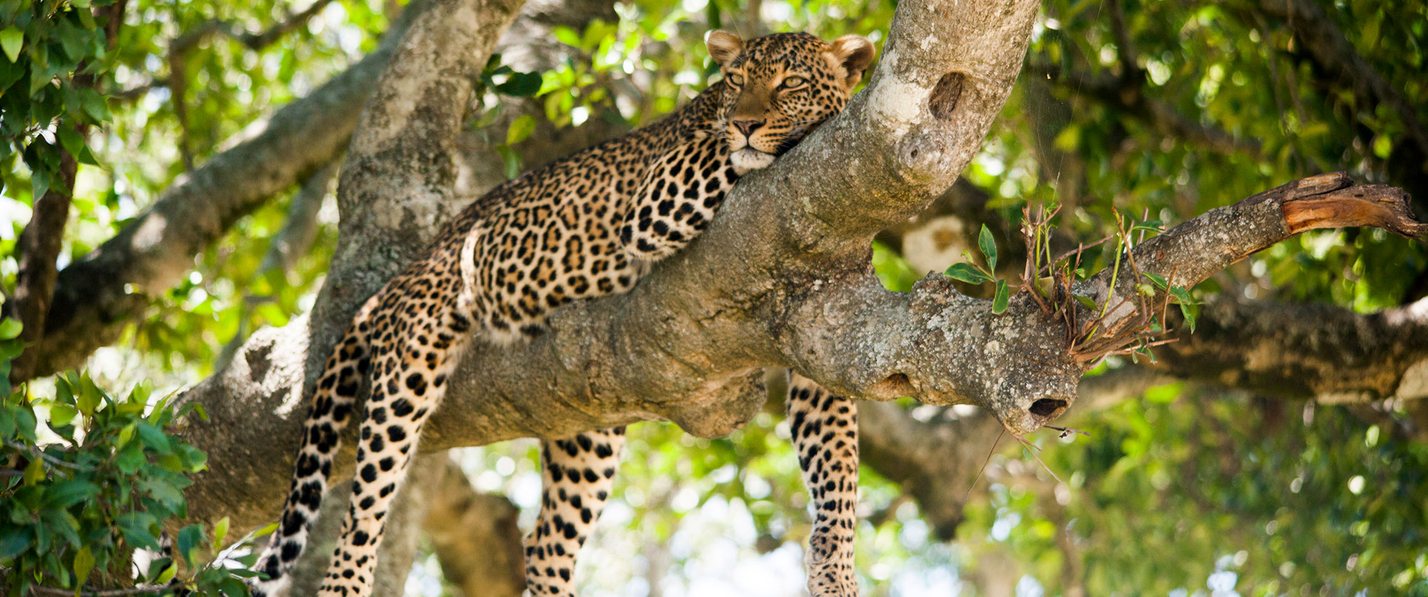 Best of African Luxury: Sabi Sands Safari and Beach Getaway - Kruger Sabi Sands