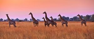 Botswana Safari Tour: Peak Season Okavango Adventure - Giraffes at Sunset