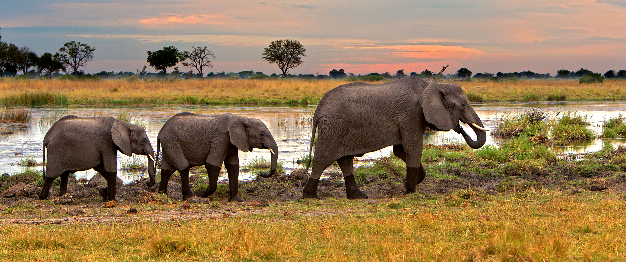 Botswana Safari Tour: Peak Season Okavango Adventure - Elephants in the Okavango Delta