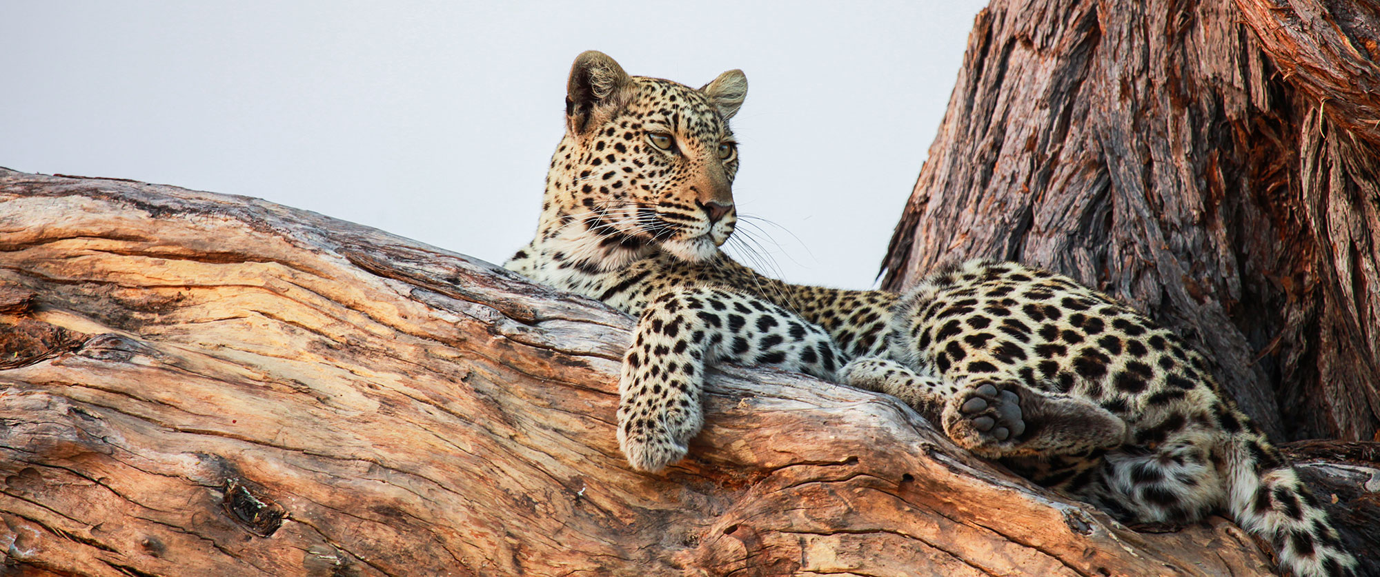 Botswana Safari Tour: Peak Season Okavango Adventure - Leopard in Tree